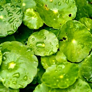 Extrato de Centella Asiatica