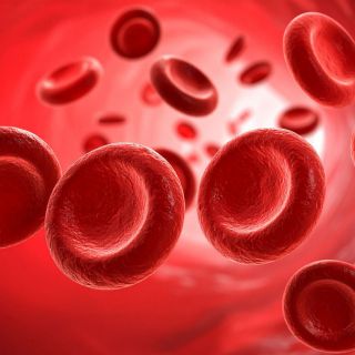 Reforça as paredes dos vasos sanguíneos