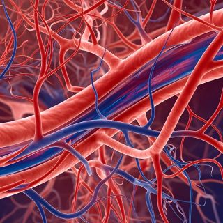 Estimula a circulação sanguínea